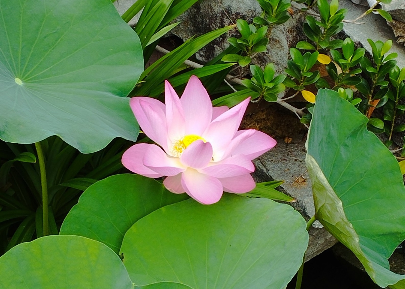 Nhiều hoạt động sôi nổi kỷ niệm 133 năm ngày sinh Chủ tịch Hồ Chí Minh